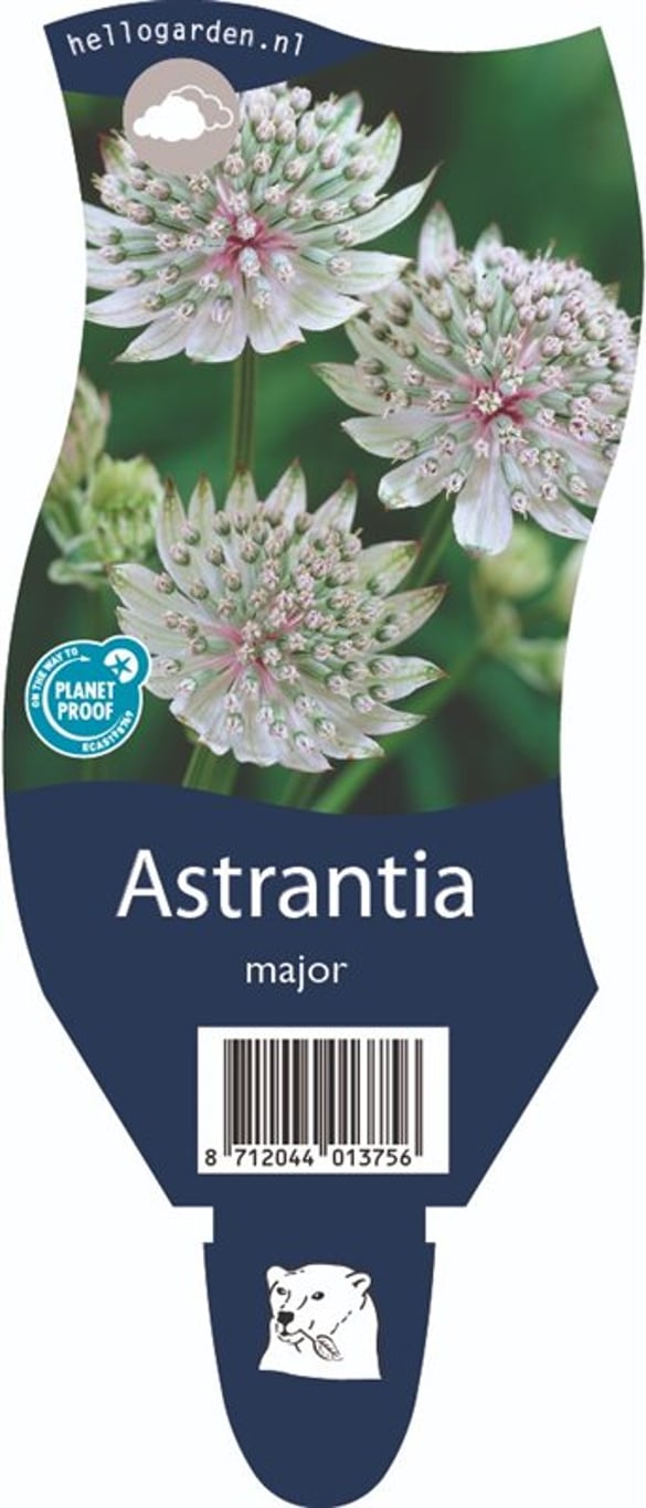 Astrantia major - P11